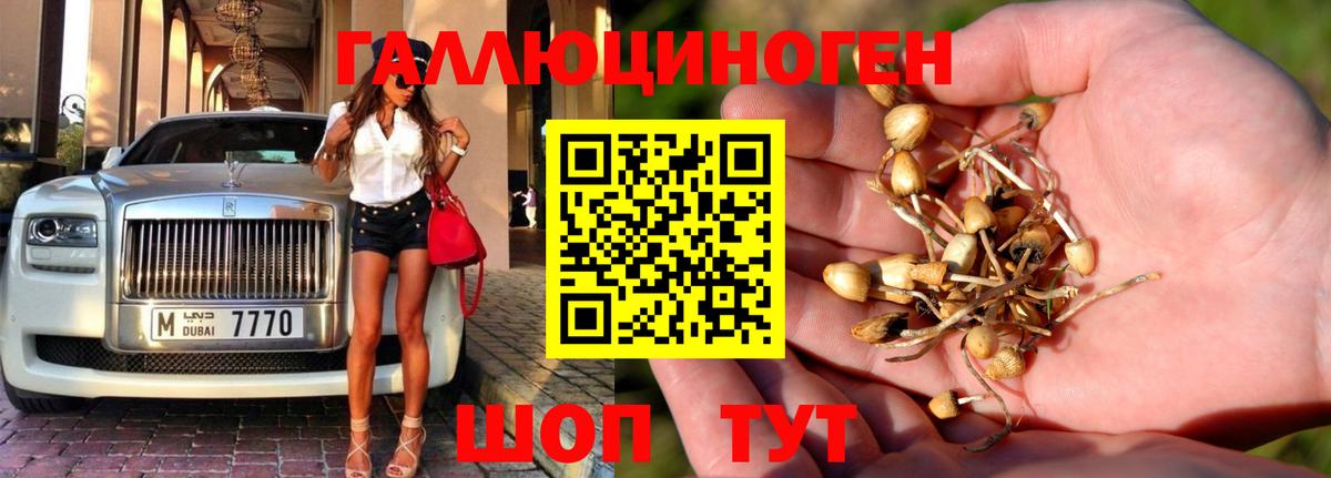 Галлюциногенные грибы Cubensis  Вход с VPN  Кувандык 